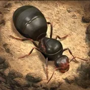 SEMUABISATOPUP The Ants